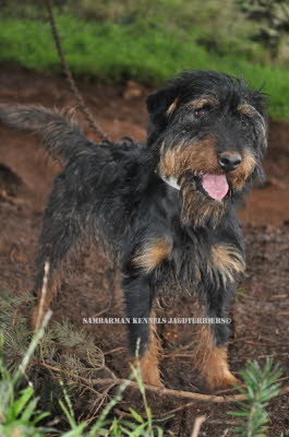 terrier 002