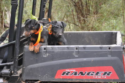 terrier 028