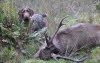 wirehair 005