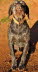 wirehair 017