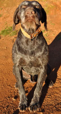 wirehair 017