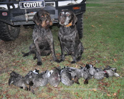 wirehair 019