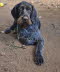 wirehair 031