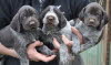 wirehair 033