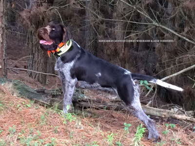 wirehair 036