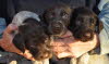 wirehair 038