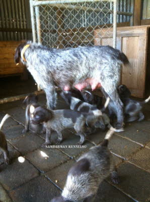 wirehair 042