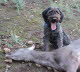 wirehair 047