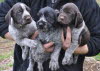 wirehair 050