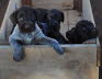 wirehair 052