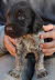 wirehair 056