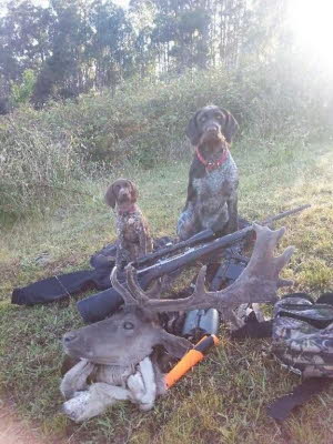 wirehair 057